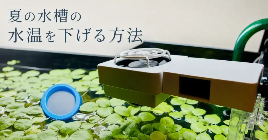 夏の水槽の水温を下げる方法のアイキャッチ