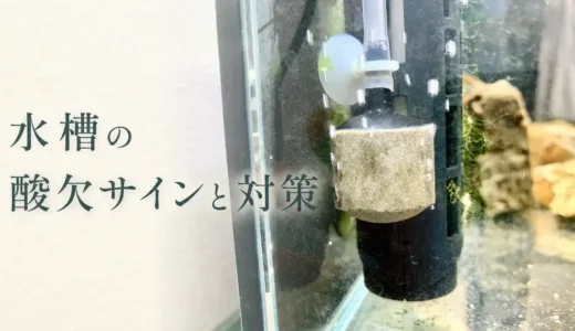 魚が水面でパクパクしてる。酸欠？まず何をすればいい？