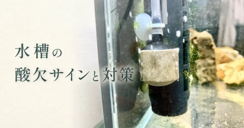 水槽の酸欠サインと対策のアイキャッチ