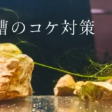 水槽のコケ対策のアイキャッチ
