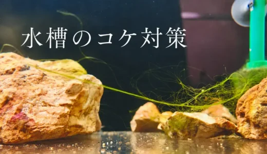 水槽にコケが出た。種類を見分けてどう対処する？