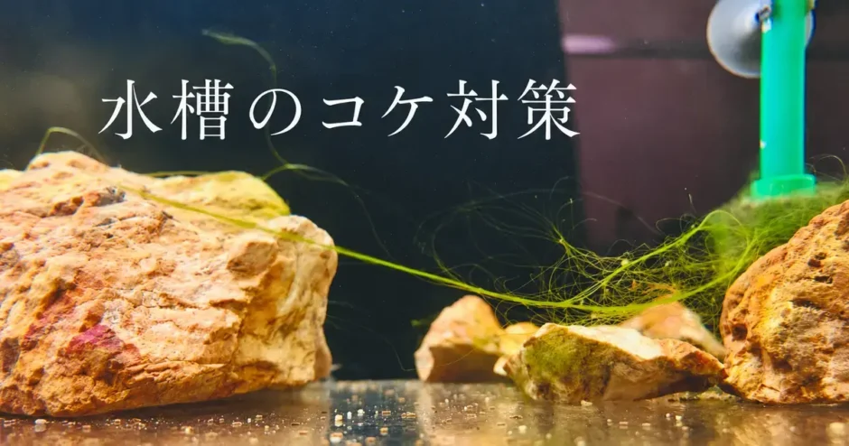 水槽のコケ対策のアイキャッチ