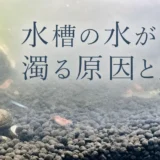 水槽の水が濁る原因と対策のアイキャッチ