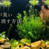 水槽が臭う。正常な水槽はどんな匂い？
