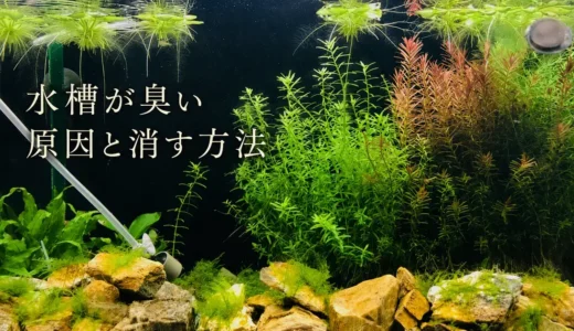水槽が臭う。正常な水槽はどんな匂い？