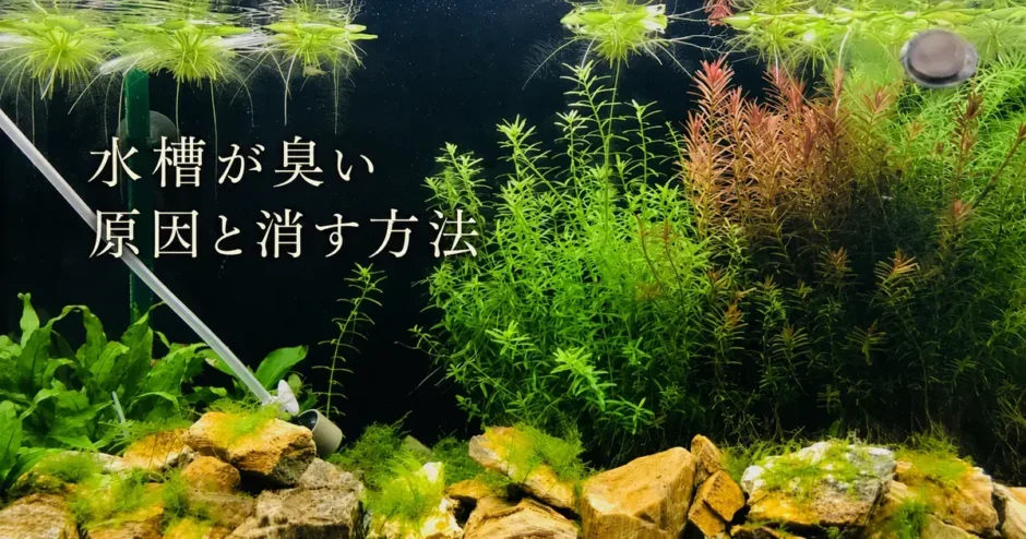 水槽が臭い原因と消す方法のアイキャッチ