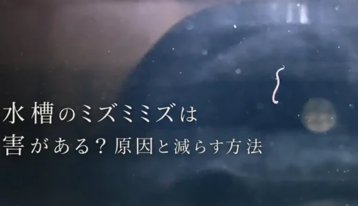 水槽に白い細い虫がいる。ミズミミズ？害はある？