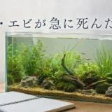 魚・エビが急に死んだ時の確認順のアイキャッチ