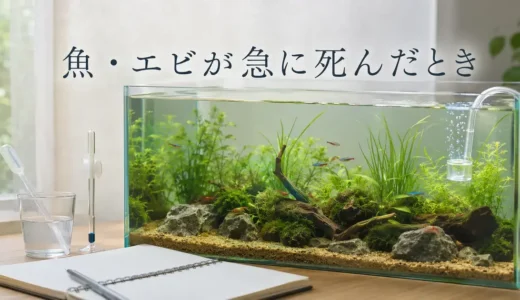 魚やエビが急に死んだ。最初に何を確認すればいい？
