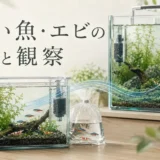 新しい魚・エビを水槽へ入れる前の隔離と観察のアイキャッチ