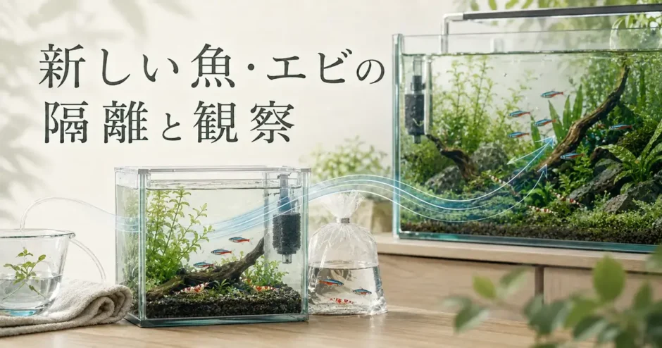 新しい魚・エビを水槽へ入れる前の隔離と観察のアイキャッチ